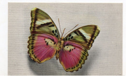 PAPILLON . CETHOSIA DU TONKIN - Papillons