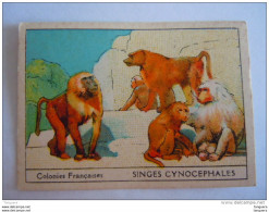 Colonies Françaises Animaux Singes Cynocephales Format 7 X 5 Cm  Librairie D'éducation Nationale Paris - Other & Unclassified