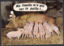 Animaux Humoristiques Cochon Truie Porcelets - Humour