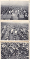 T.RARE LOT COMPLET DES 17 CPA SUR LE VIN DE CHAMPAGNE..TRAVAIL DU VIN. N. CIRCULEE. T.T.B.ETAT. TOUTES SCANNEES. - Weinberge