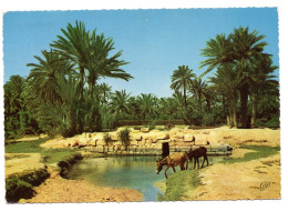 Gabés , L'oasis - Tunisie