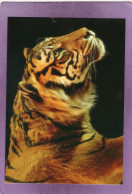 75 PARIS Muséum National D'Histoire Naturelle Grande Galerie De L'Évolution Salle Des Espèces Menacées Tigre De Sumatra - Musei