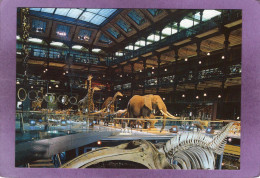 75 PARIS Muséum National D'Histoire Naturelle Grande Galerie De L'Évolution Caravane Africaine - Musées