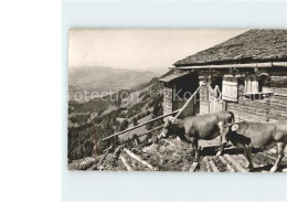 71939637 Oberstaufen Alpe Auf Der Allgaeuer Nagelfluhkette Oberstaufen - Oberstaufen