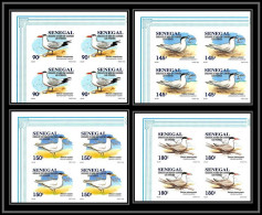 92732a Sénégal N°1153/1156 Sterne Oiseaux De Mer Seabird Birds Tern Non Dentelé ** MNH Imperf Bloc 4 - Autres & Non Classés