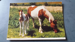 CPSM CHEVAL JUMENT POULAIN A MARE GRAZING WITH HER FOAL PHOTO M H DOWNES ED JOHN HINDE 2/ 556 - Pferde