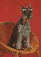 HUND Tier Vintage Ansichtskarte Postkarte CPSM #PAN526.A - Chiens