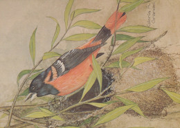 VOGEL Tier Vintage Ansichtskarte Postkarte CPSM #PAN236.A - Vögel
