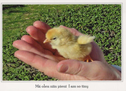 PÁJARO Animales Vintage Tarjeta Postal CPSM #PBR595.A - Vögel