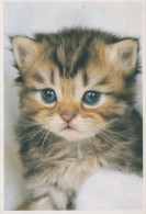 GATTO KITTY Animale Vintage Cartolina CPSM #PBQ855.A - Katzen