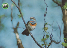 VOGEL Tier Vintage Ansichtskarte Postkarte CPSM #PAM649.DE - Vögel