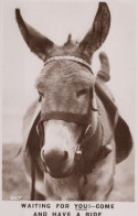 ESEL Tiere Vintage Antik Alt CPA Ansichtskarte Postkarte #PAA281.DE - Donkeys