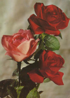 FLEURS Vintage Carte Postale CPSM #PAR944.FR - Flowers