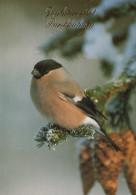 OISEAU Animaux Vintage Carte Postale CPSM #PAN392.FR - Oiseaux