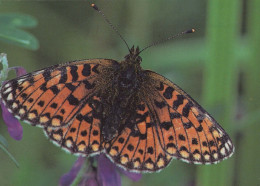 MARIPOSAS Animales Vintage Tarjeta Postal CPSM #PBS439.ES - Schmetterlinge