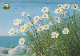 FLOWERS Vintage Postcard CPSM #PAS423.GB - Flowers