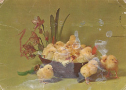 PÂQUES POULET Vintage Carte Postale CPSM #PBO950.FR - Ostern