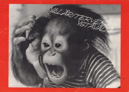 SCIMMIA Animale Vintage Cartolina CPSM #PAN983.IT - Monkeys