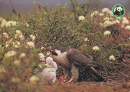 UCCELLO Animale Vintage Cartolina CPSM #PAM650.IT - Oiseaux