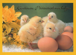 EASTER CHICKEN EGG Vintage Postcard CPSM #PBO948.GB - Pâques