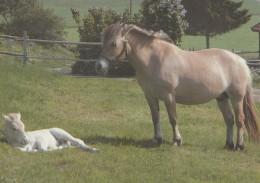 CAVALLO Animale Vintage Cartolina CPSM #PBR840.IT - Horses