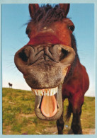 Funny Horse Laughing Lustiges Pferd Comic German Horses - Pferde