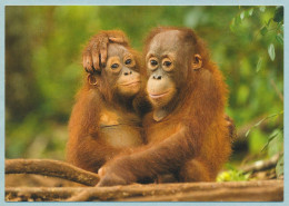 Bruderliebe - Orang-Utan Geschwister - Frères Et Sœurs Orangs-outans - Orangutan Siblings - - Pferde