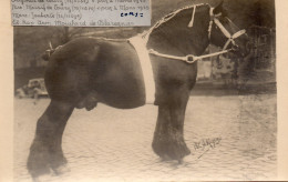 Blaregnies.Massif De Coury,(cheval De Race!!)Prix à  Mons En 1934 Et 1935 - Autres & Non Classés