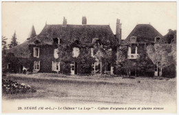 49 - B24047CPA - SEGRE - Château La Loge, Culture D' Oignons à Fleurs Et Plantes - Très Bon état - MAINE ET LOIRE - Segre