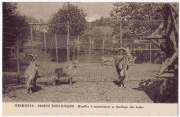 68 - B32363CPA - MULHOUSE - Jardin Zoologique, Mouflon A Manchettes Et Antilope Des Indes - Parfait état - HAUT-RHIN - Mulhouse