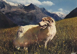 AK 214520 DOG / HUND - Les Pyrenees - Dogs