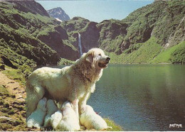 AK 214524 DOG / HUND - Les Pyrenees - Dogs