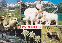 AK 214526 DOG / HUND - Pyrenees - Dogs