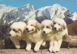 AK 214529 DOG / HUND - Les Pyrenees - Dogs