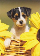 AK 214533 DOG / HUND - Jack Russel Terrier - Dogs