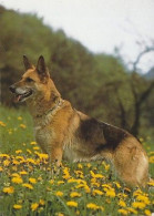 AK 214535 DOG / HUND - Deutscher Schäferhund - Dogs