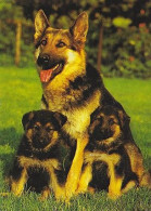 AK 214536 DOG / HUND - Dogs