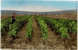 51 - VENDANGES En CHAMPAGNE - Jolie Perspective De "routes" De Vignes - Other & Unclassified