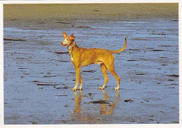 AK 214549 DOG / HUND - Dogs