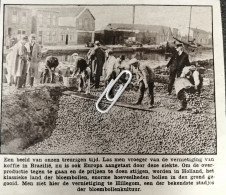 HILLEGOM 1932 / VERNIETIGING VAN BLOEMBOLLEN - Ohne Zuordnung