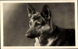 CPA Schäferhund, Hund, Tierportrait - Other & Unclassified