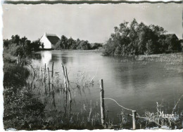 Cp A Saisir 13 Saintes Maries De La Mer Camargue Cabane Dans Les Marais Annees 1950 1960 - Saintes Maries De La Mer