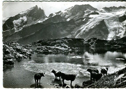 Cp A Saisir 05 La Grave Paturages Vaches 1964 Glacier Mont De Lans Plateau D En Paris Lac Lerie La Meije Le Rateau  - Other & Unclassified