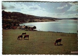 Cp A Saisir 25 Chaon Lac De Saint Point Paturages Annees 1950 1960 - Other & Unclassified