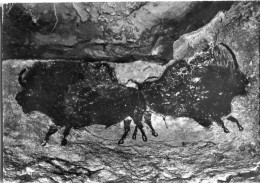 Cp A Saisir 24 Montignac Sur Vezere Grotte De Lascaux Nef Bisons Adosses - Altri & Non Classificati