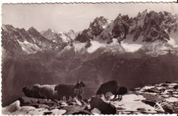 Cp A Saisir Paturages Paysages Alpestres Moutons Haute Montagne Modane Valloire Tende - Sonstige & Ohne Zuordnung