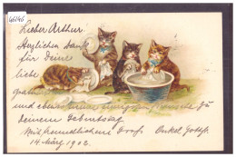 CHATS - TB - Katzen