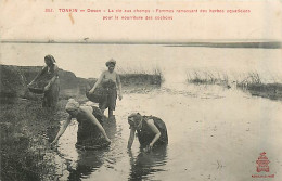 TONKIN  DOSON – Femmes Ramassant Herbes Aquatiques          INDO,219 - Viêt-Nam