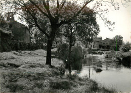 83* TRANS ENN PROVENCE Bords De La « nartuby » (CPSM 10x15cm)        RL19,0005 - Autres & Non Classés