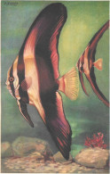MUSE OCEANOGRAPHIQUE DE MONACO - Poisson :   Ange à Trois Bandes Illustration De J. KAMEL - Pesci E Crostacei
